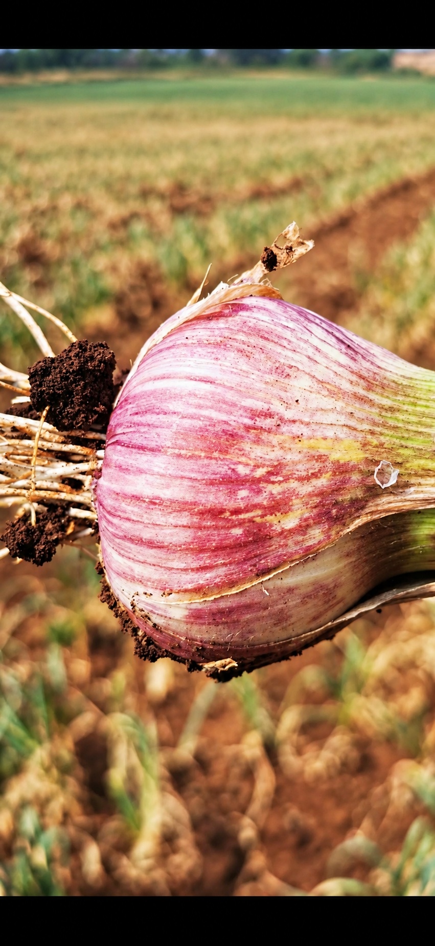 Agri Garlic SA gallery photo 1