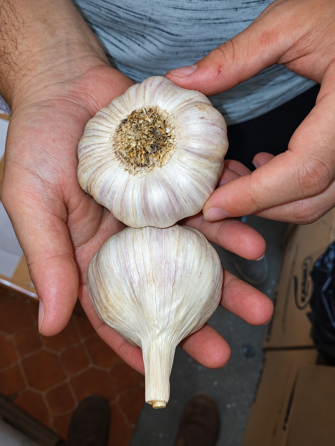 Agri Garlic SA gallery photo 4