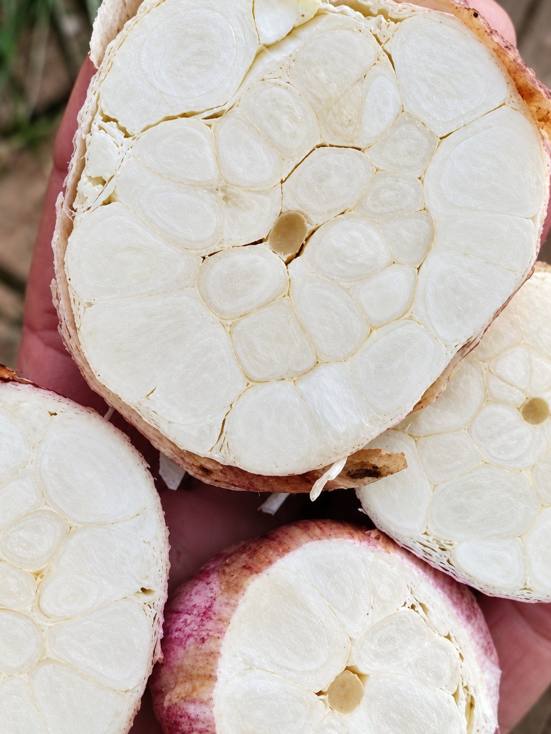 Agri Garlic SA gallery photo 6