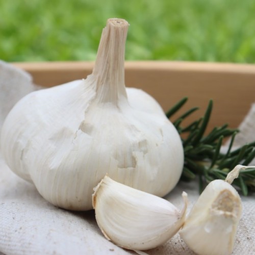 Spanish White Garlic