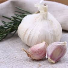 Elephant Garlic