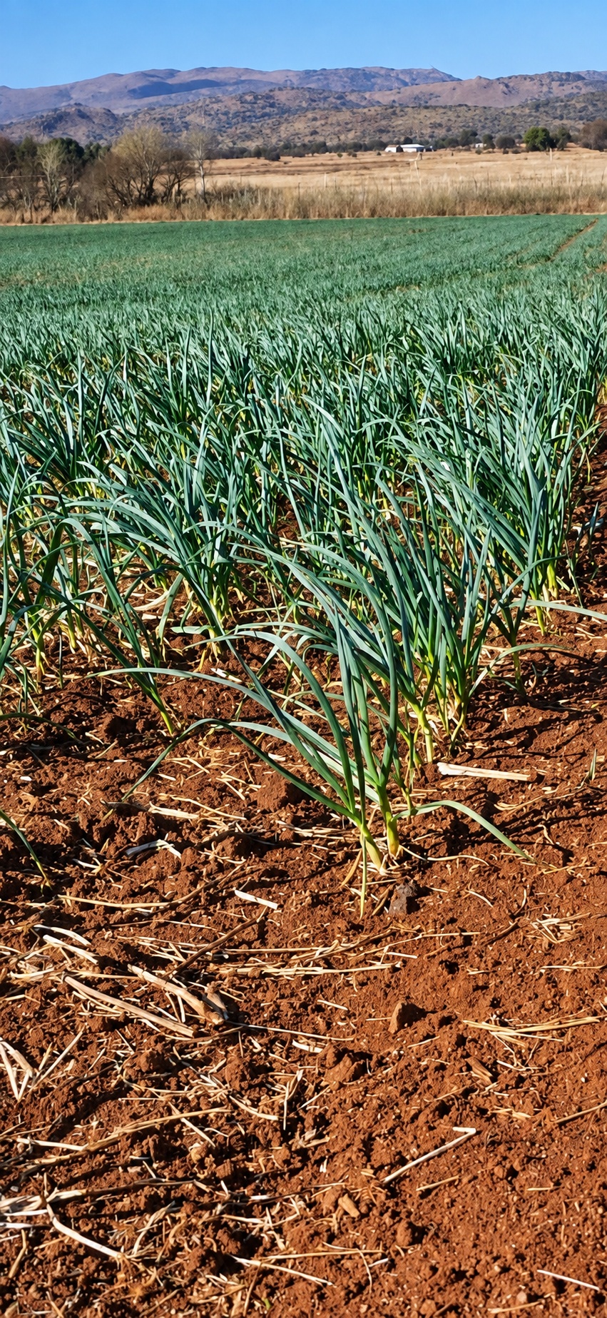 Agri Garlic SA Farm